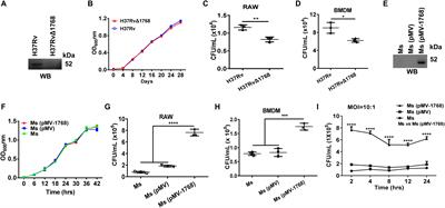PE_PGRS31-S100A9 Interaction Promotes Mycobacterial  - Frontiers